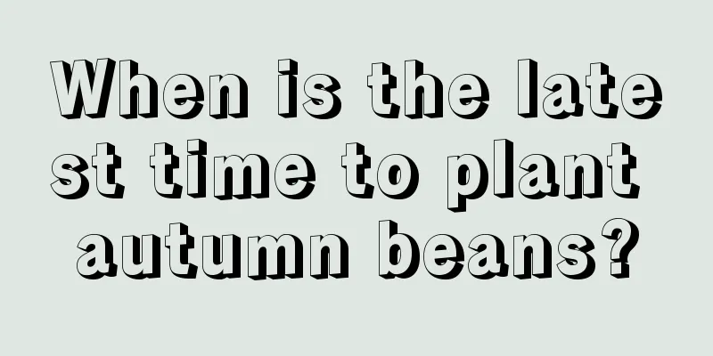 When is the latest time to plant autumn beans?