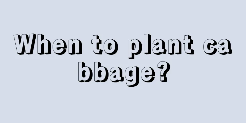 When to plant cabbage?