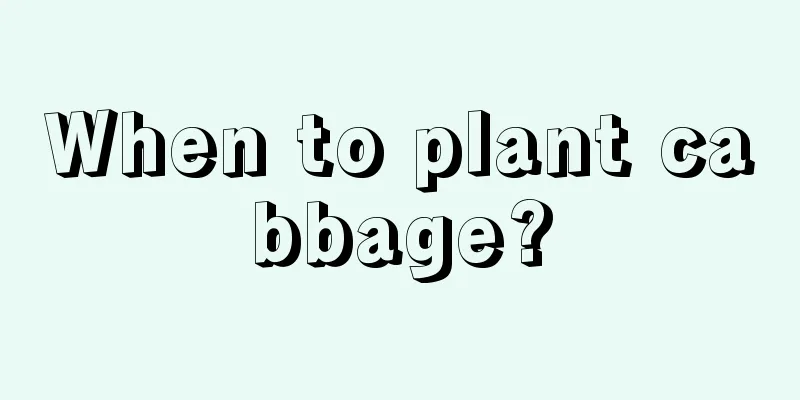 When to plant cabbage?