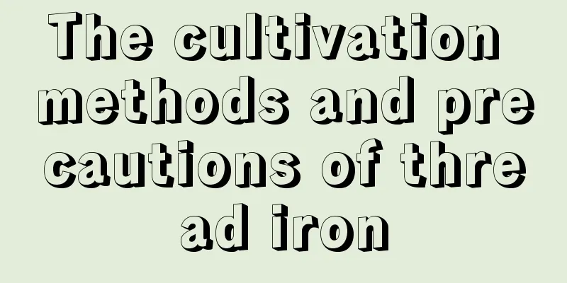 The cultivation methods and precautions of thread iron