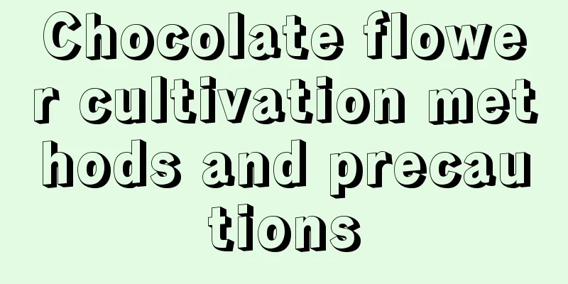 Chocolate flower cultivation methods and precautions