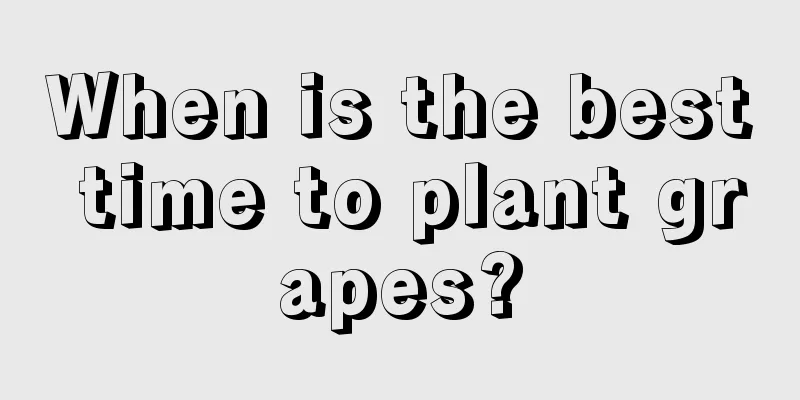 When is the best time to plant grapes?