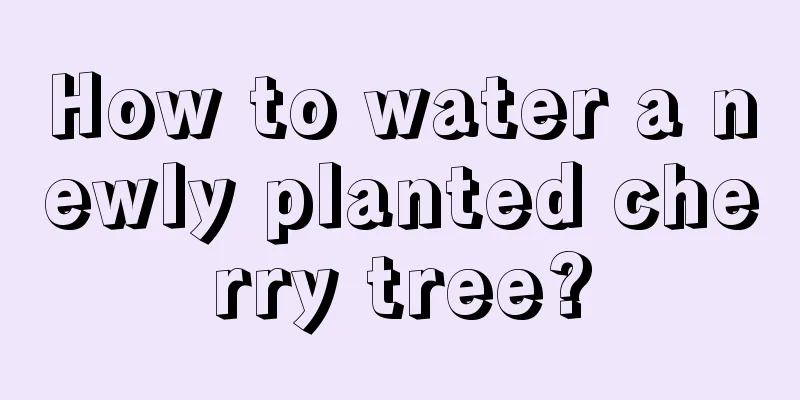 How to water a newly planted cherry tree?