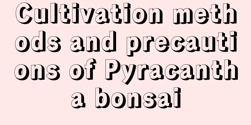 Cultivation methods and precautions of Pyracantha bonsai