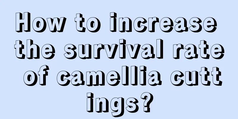 How to increase the survival rate of camellia cuttings?