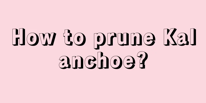 How to prune Kalanchoe?