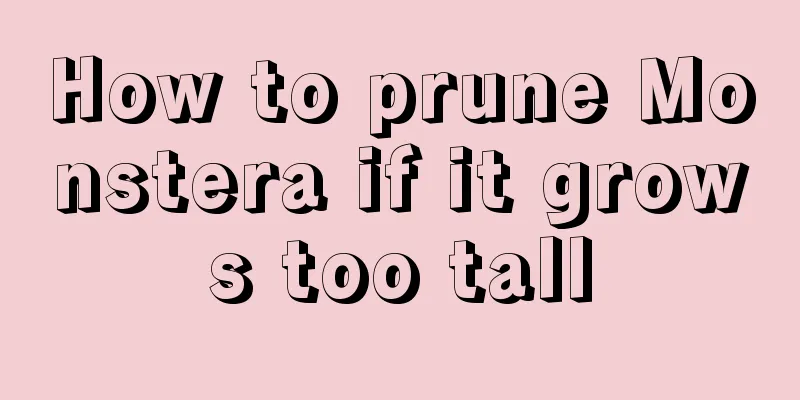 How to prune Monstera if it grows too tall