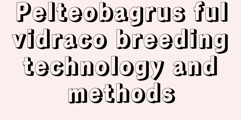 Pelteobagrus fulvidraco breeding technology and methods