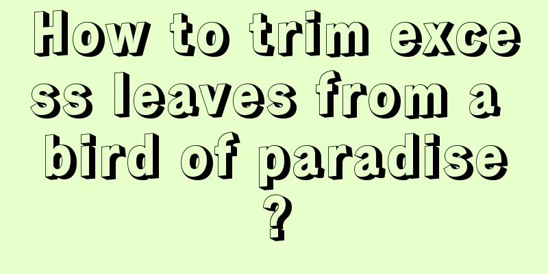 How to trim excess leaves from a bird of paradise?