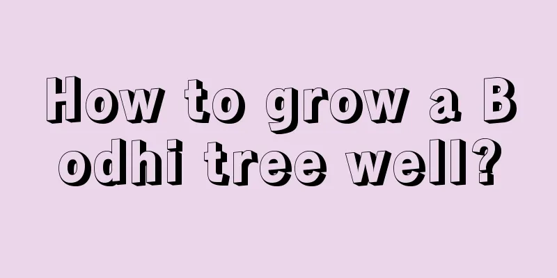 How to grow a Bodhi tree well?