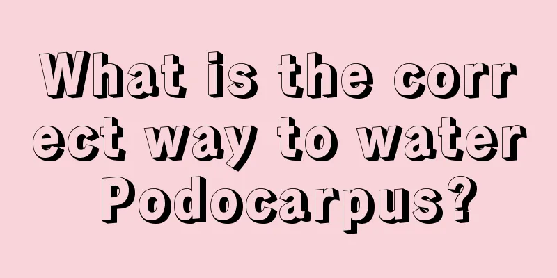 What is the correct way to water Podocarpus?