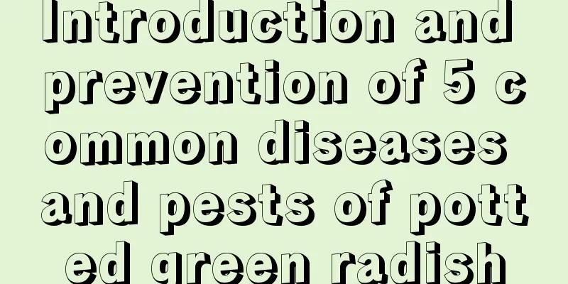 Introduction and prevention of 5 common diseases and pests of potted green radish