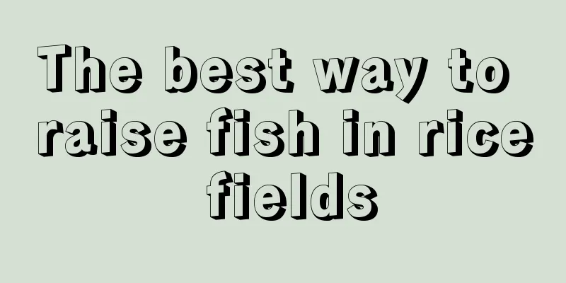 The best way to raise fish in rice fields