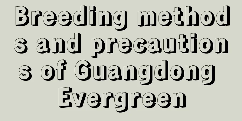 Breeding methods and precautions of Guangdong Evergreen