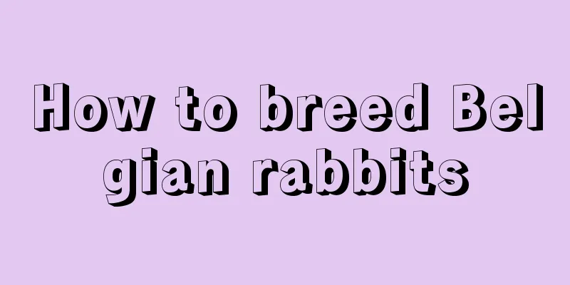 How to breed Belgian rabbits