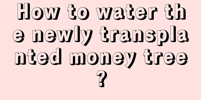 How to water the newly transplanted money tree?