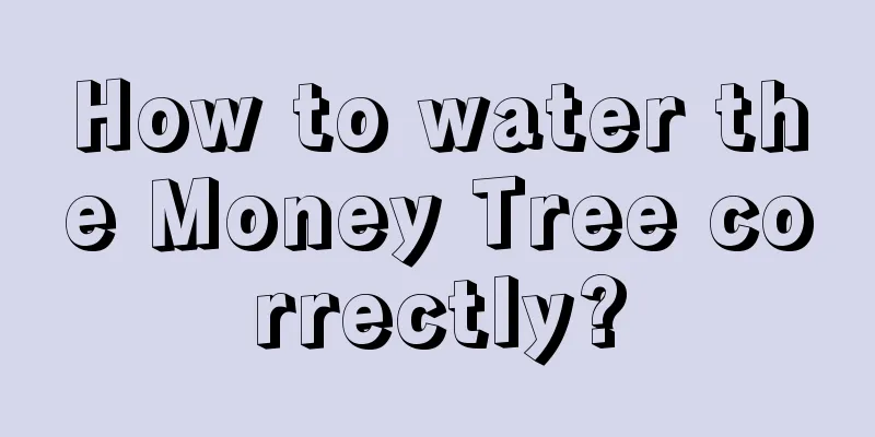 How to water the Money Tree correctly?