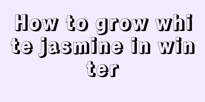 How to grow white jasmine in winter