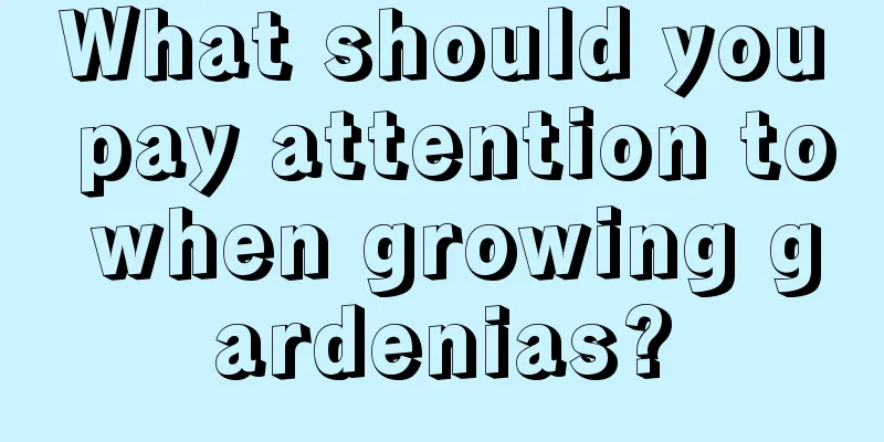 What should you pay attention to when growing gardenias?