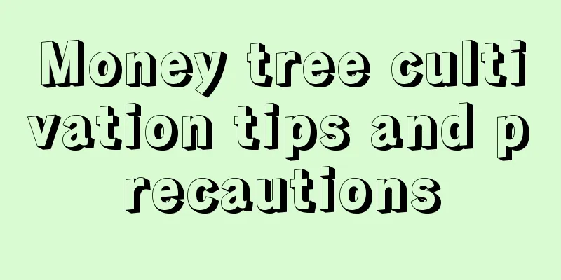 Money tree cultivation tips and precautions