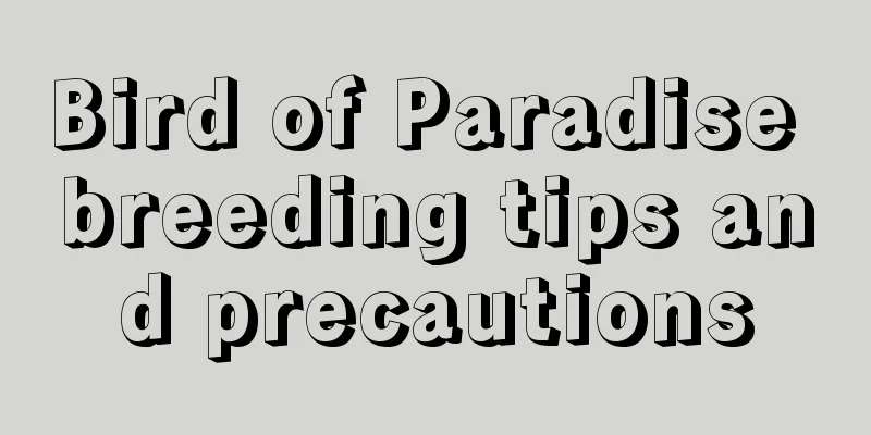 Bird of Paradise breeding tips and precautions