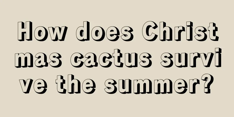 How does Christmas cactus survive the summer?