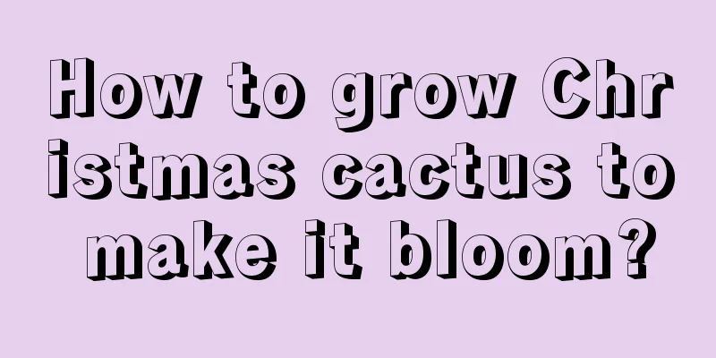 How to grow Christmas cactus to make it bloom?