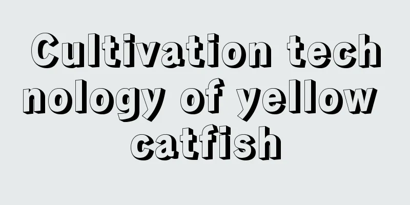 Cultivation technology of yellow catfish