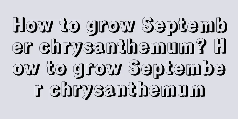 How to grow September chrysanthemum? How to grow September chrysanthemum