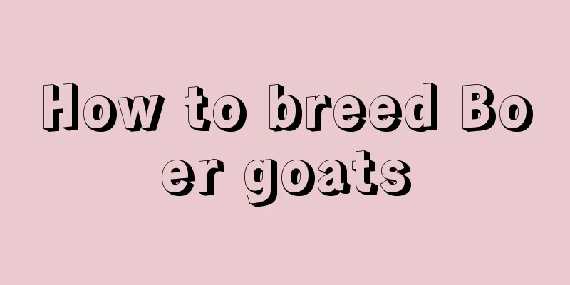 How to breed Boer goats