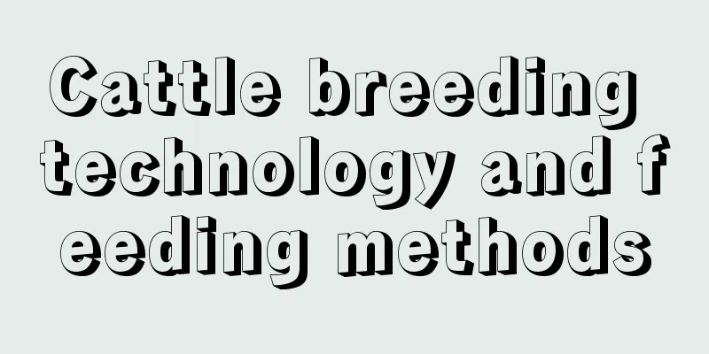 Cattle breeding technology and feeding methods