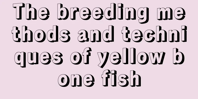 The breeding methods and techniques of yellow bone fish