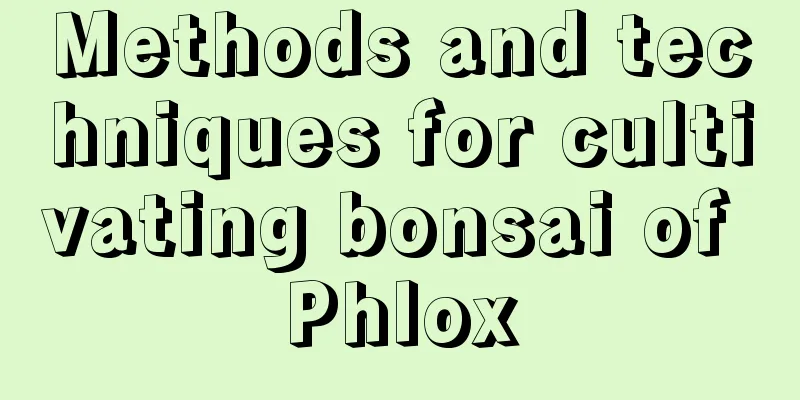 Methods and techniques for cultivating bonsai of Phlox