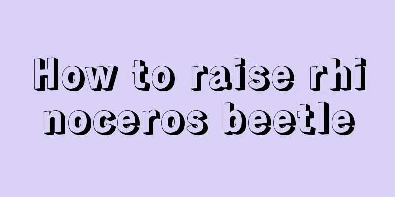 How to raise rhinoceros beetle