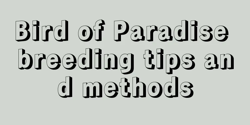 Bird of Paradise breeding tips and methods