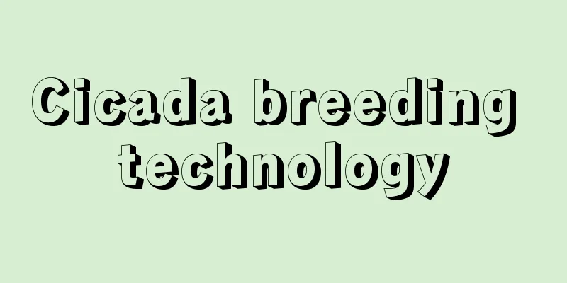 Cicada breeding technology