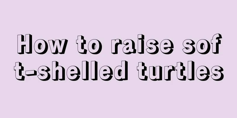 How to raise soft-shelled turtles