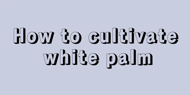 How to cultivate white palm