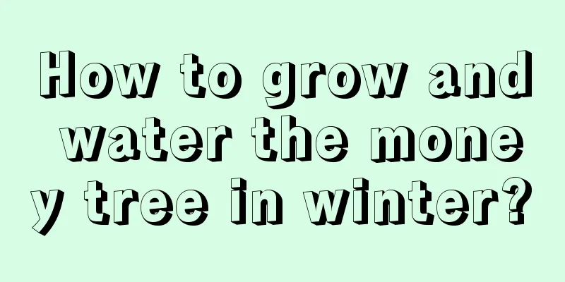 How to grow and water the money tree in winter?