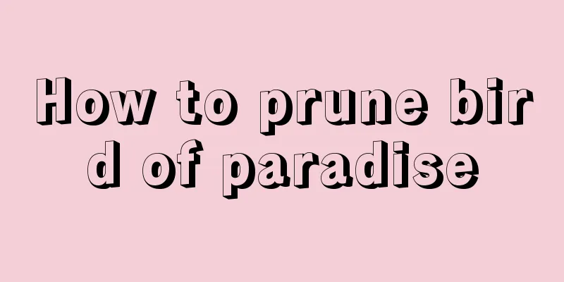 How to prune bird of paradise