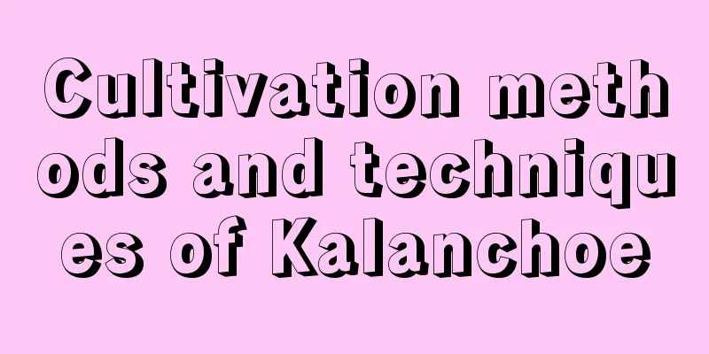 Cultivation methods and techniques of Kalanchoe