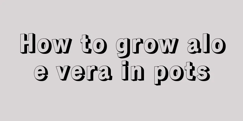 How to grow aloe vera in pots