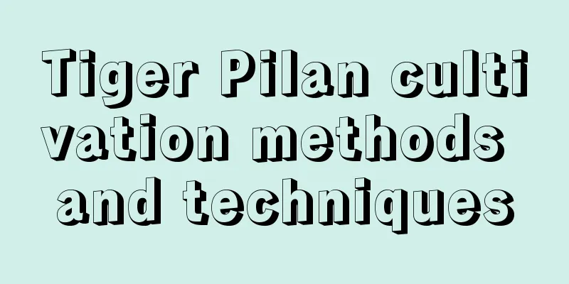 Tiger Pilan cultivation methods and techniques