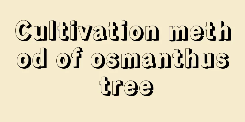 Cultivation method of osmanthus tree