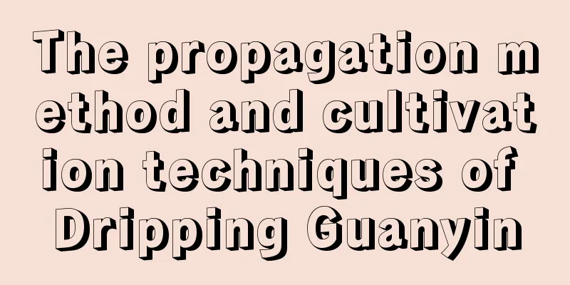 The propagation method and cultivation techniques of Dripping Guanyin