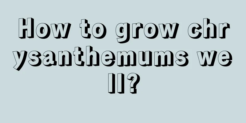 How to grow chrysanthemums well?