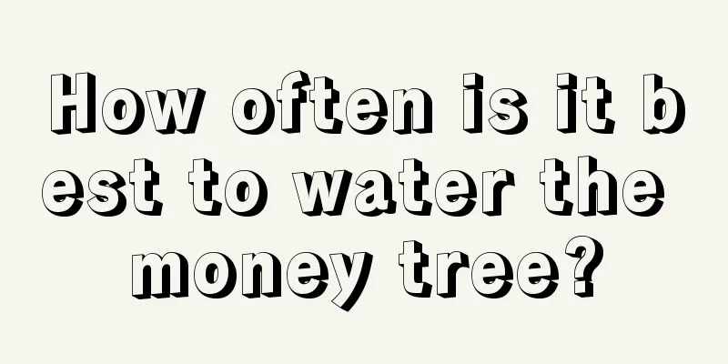 How often is it best to water the money tree?