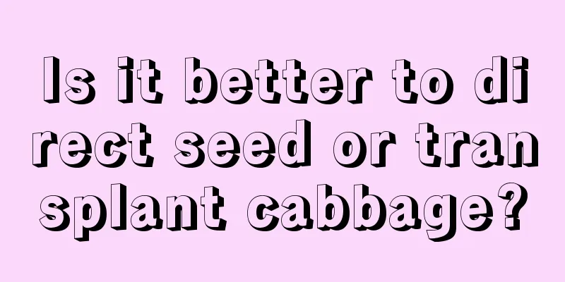 Is it better to direct seed or transplant cabbage?