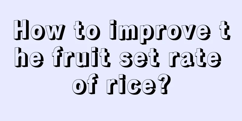 How to improve the fruit set rate of rice?