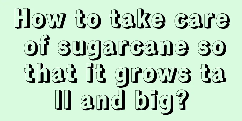 How to take care of sugarcane so that it grows tall and big?